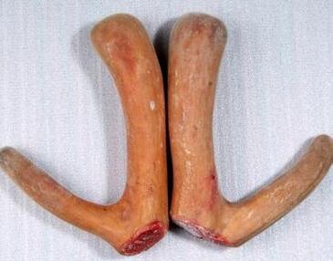 原生態 梅花鹿鹿茸 替換圖片.jpg